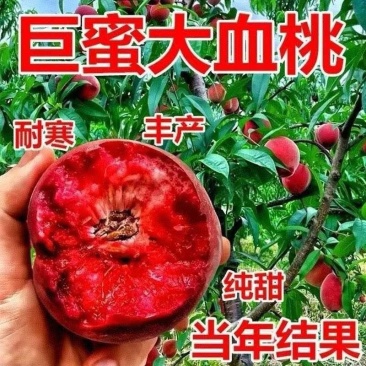 血桃苗早熟新品种贵妃血桃紫肉血桃现挖现发包成活包结果