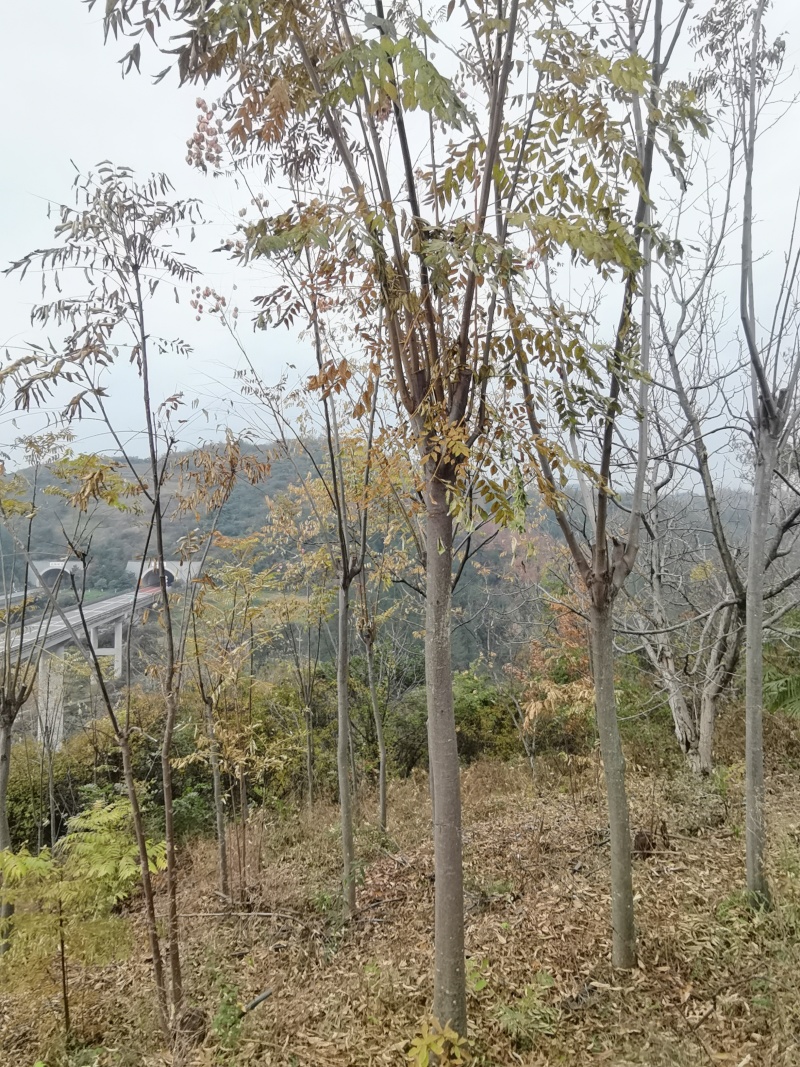 栾树