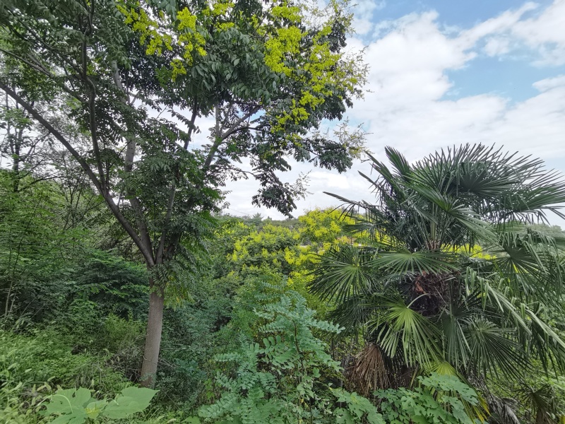 栾树
