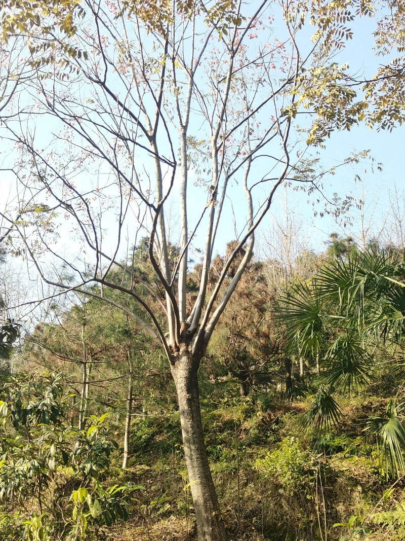栾树