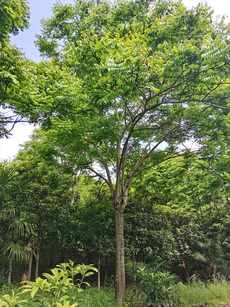 栾树
