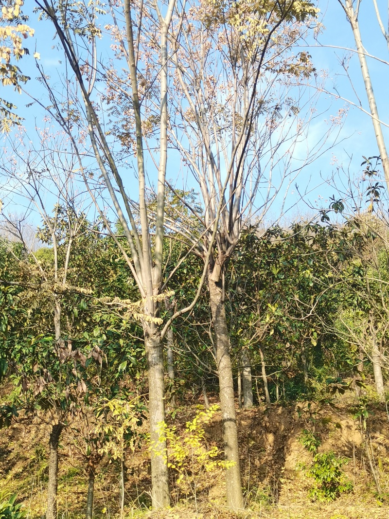 栾树