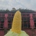 水果玉米泰鲜甜，现采现发