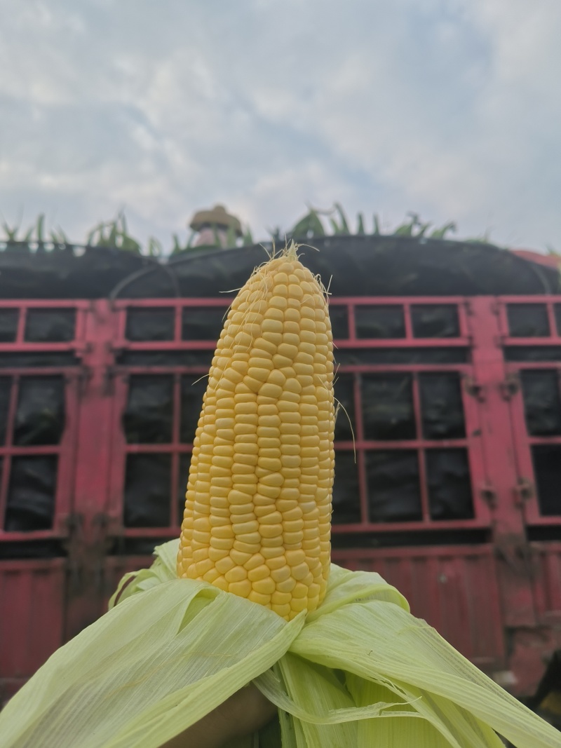 水果玉米泰鲜甜，现采现发