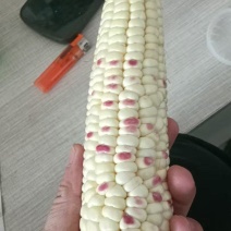 广东精品花糯玉米大量上市品质保证量大从优一手货源