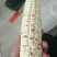 广东精品花糯玉米大量上市品质保证量大从优一手货源