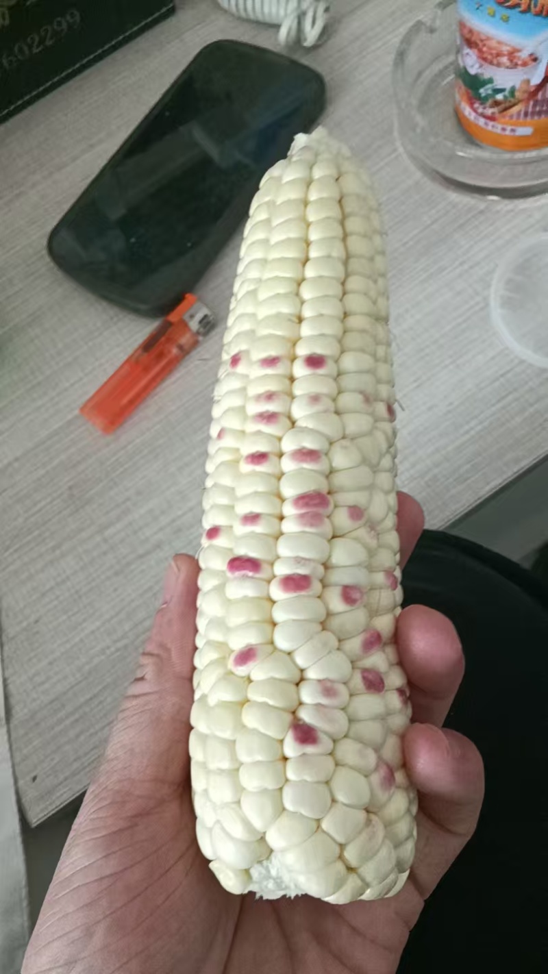 广东精品花糯玉米大量上市品质保证量大从优一手货源