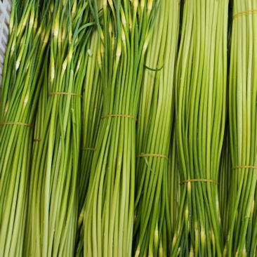 精品四川绵阳蒜苔新鲜上市，对接市场，档口，商超，量大从优