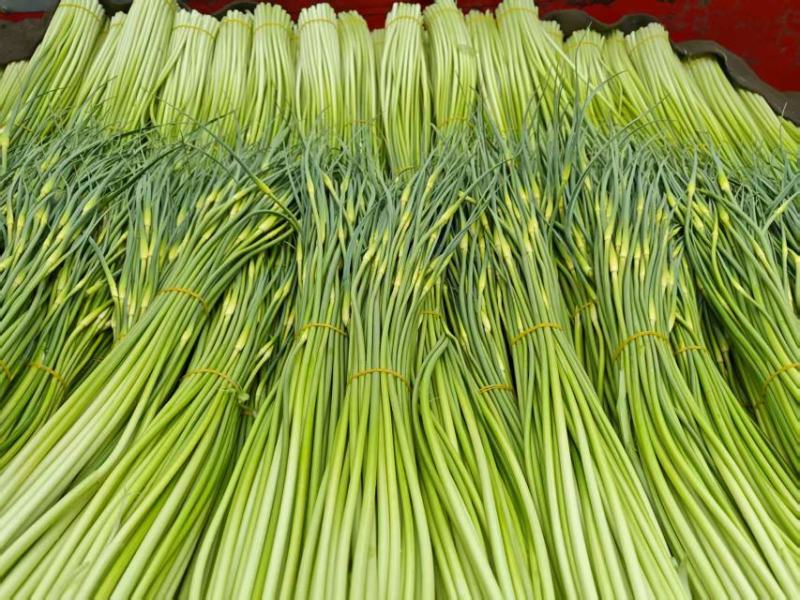 精品四川绵阳蒜苔新鲜上市，对接市场，档口，商超，量大从优