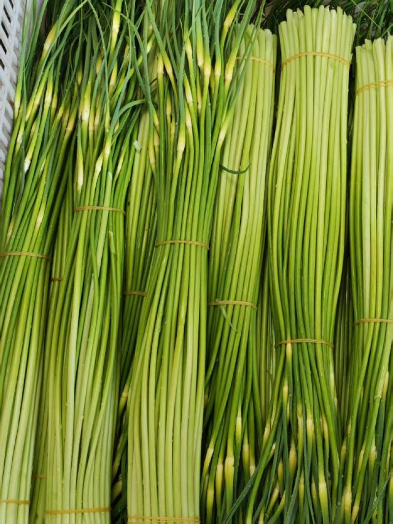 精品四川绵阳蒜苔新鲜上市，对接市场，档口，商超，量大从优
