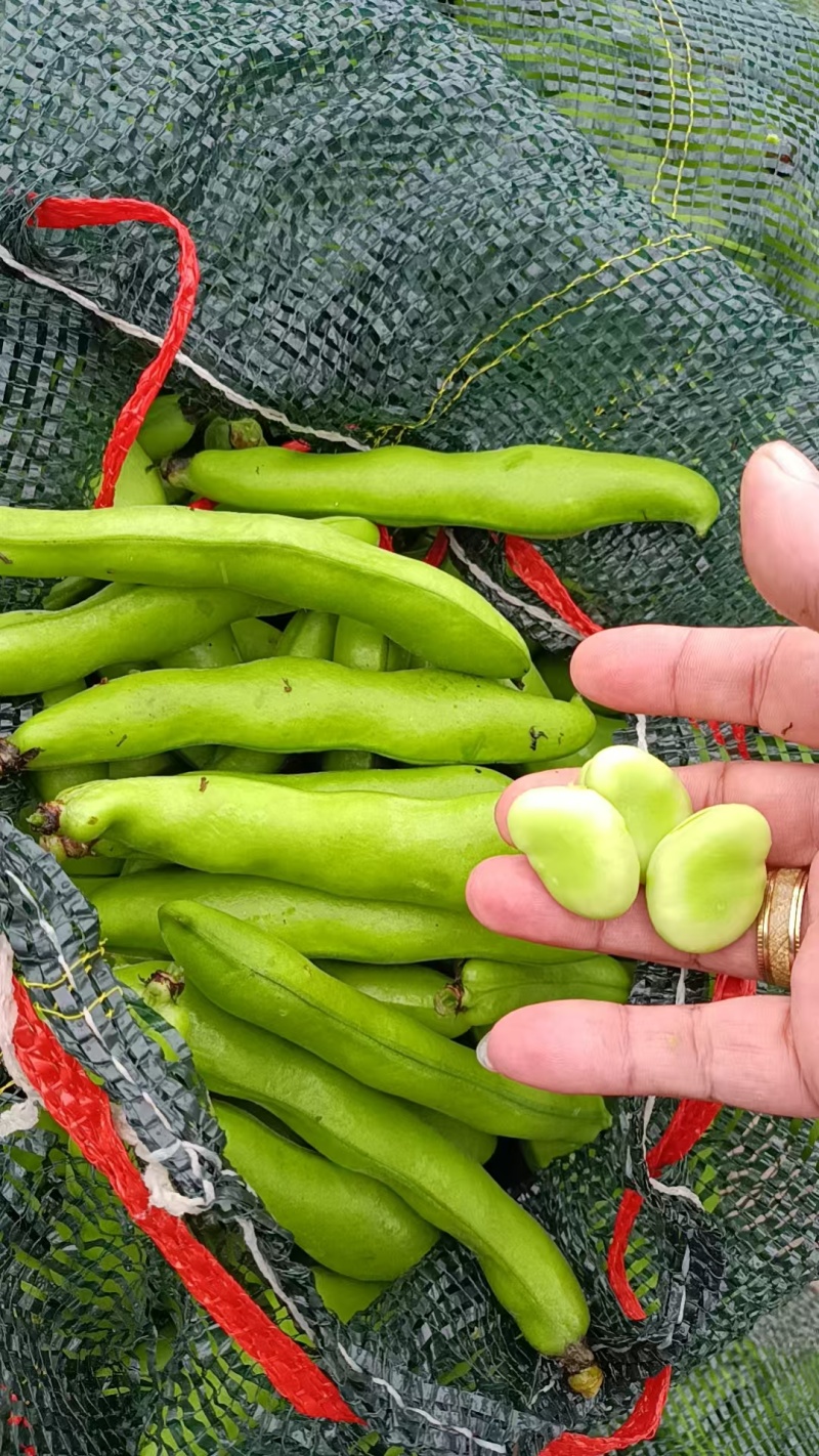 福建精品大豆，蚕豆，新鲜采摘，货源充足，