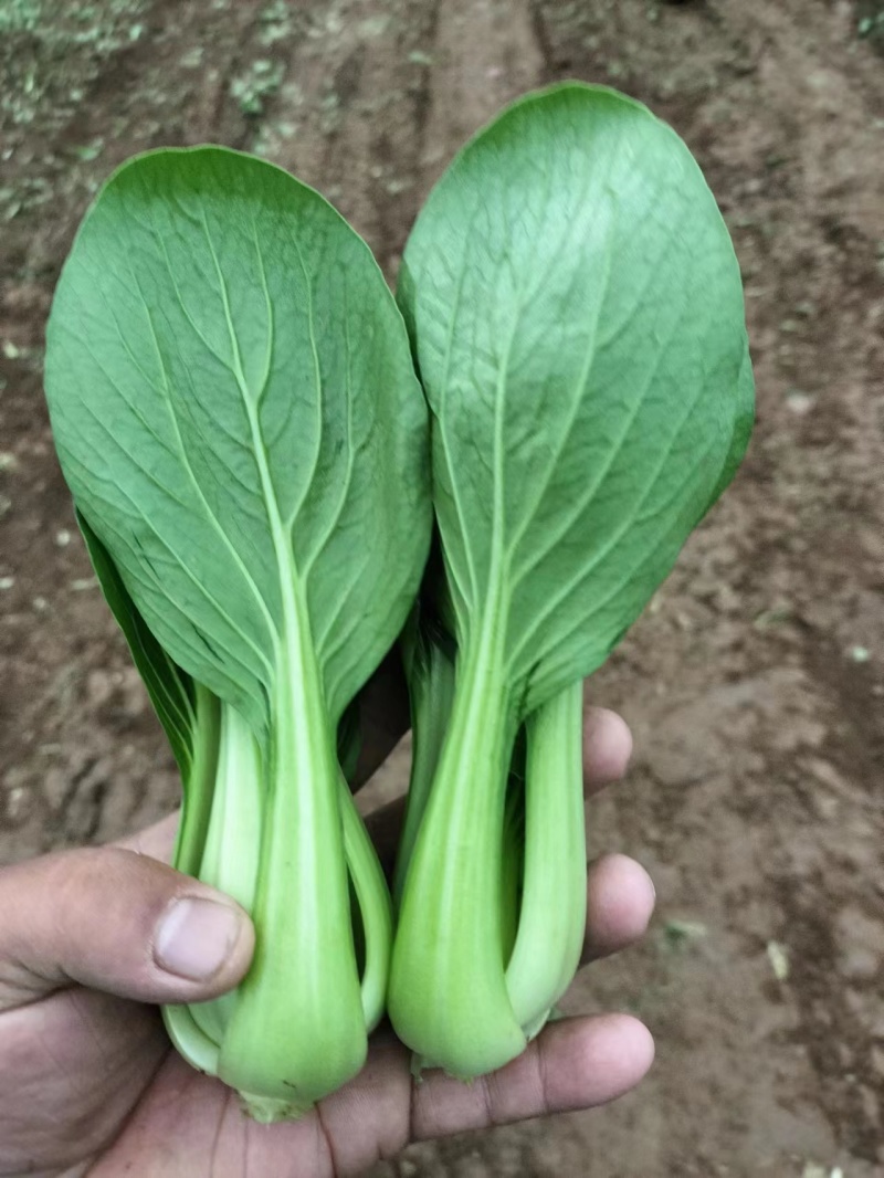 上海青常年有货