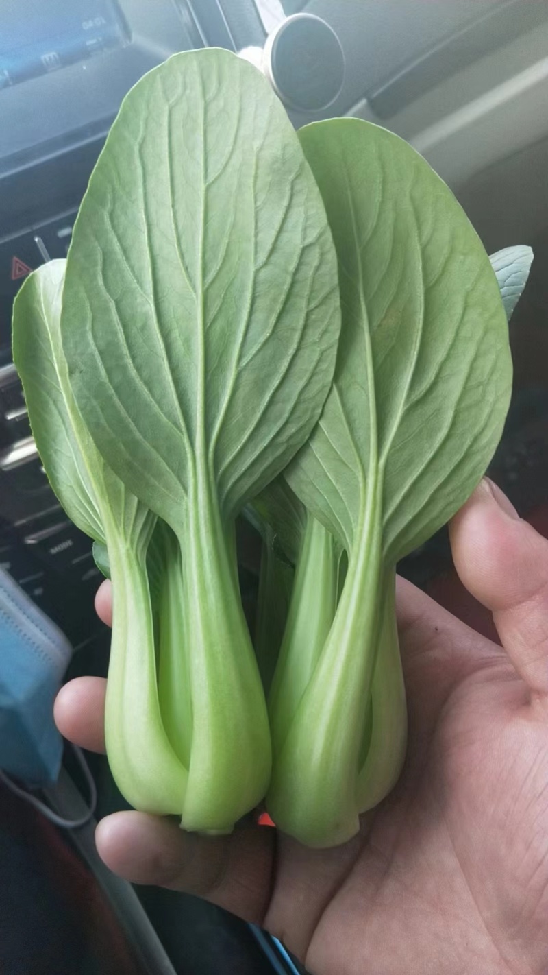 上海青常年有货