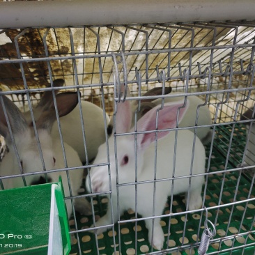 肉兔批发，常年养殖，基地直发，货源稳定，量大从优，欢迎咨