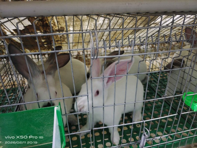 肉兔批发，常年养殖，基地直发，货源稳定，量大从优，欢迎咨