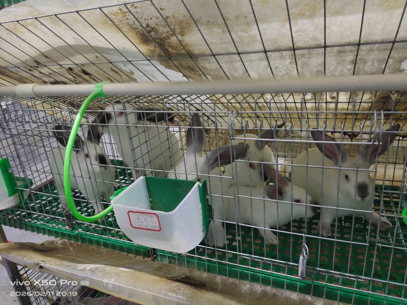 肉兔批发，常年养殖，基地直发，货源稳定，量大从优，欢迎咨