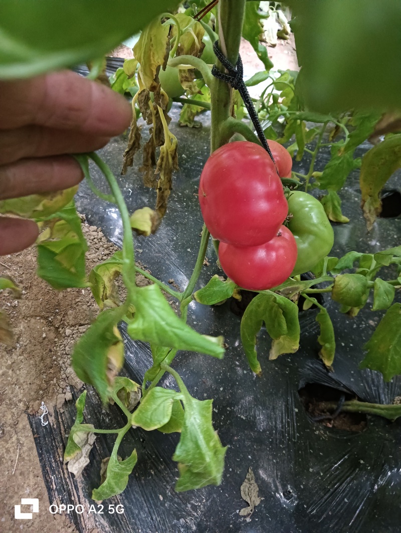 蕃茄