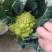 宝塔花菜