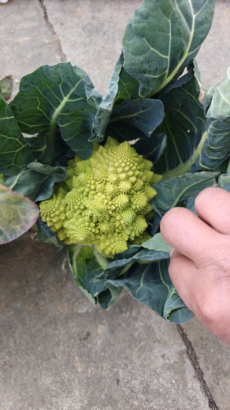 宝塔花菜