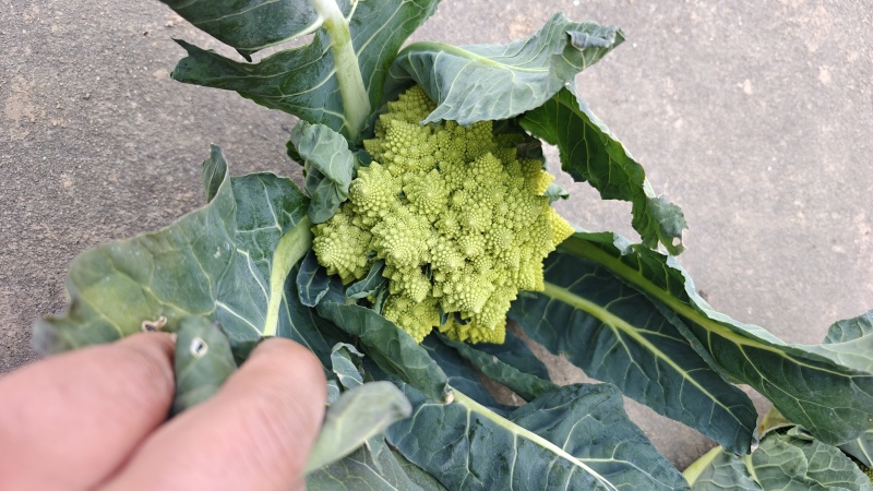 宝塔花菜