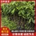 金丝楠木苗广东苗木基地直供，规格齐全，量大从优，价格可谈