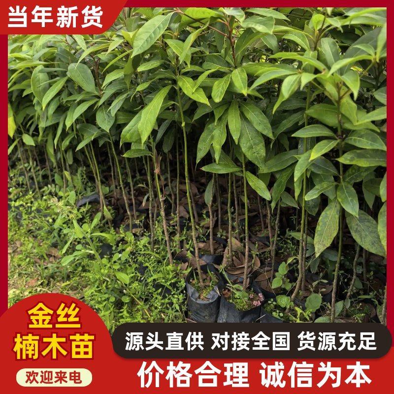 金丝楠木苗广东苗木基地直供，规格齐全，量大从优，价格可谈