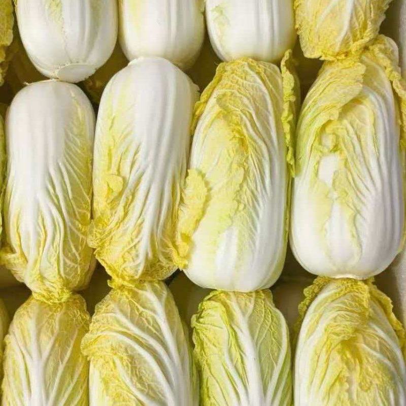 黄心白菜净菜毛菜产地直供商超团餐专用日供30吨