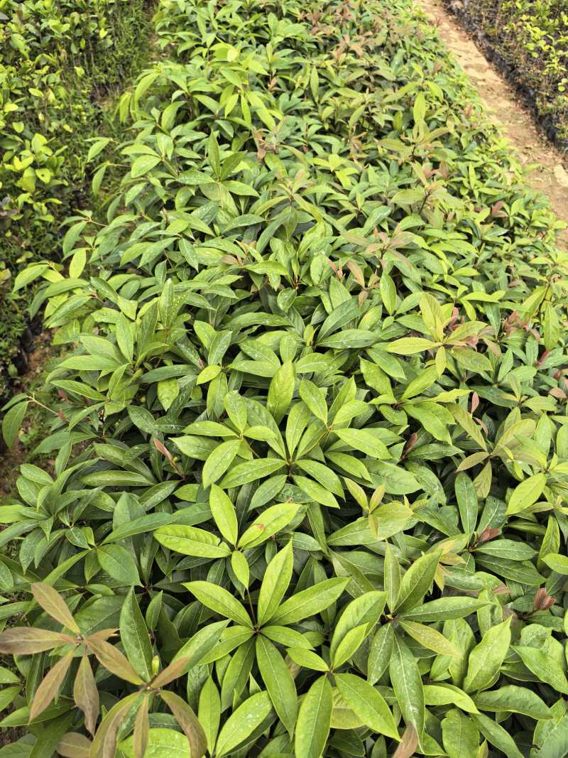 金丝楠木苗广东苗木基地直供，规格齐全，量大从优，价格可谈