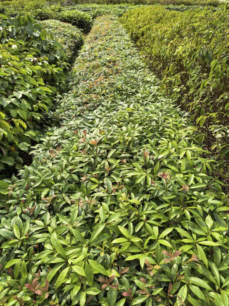 金丝楠木苗广东苗木基地直供，规格齐全，量大从优，价格可谈