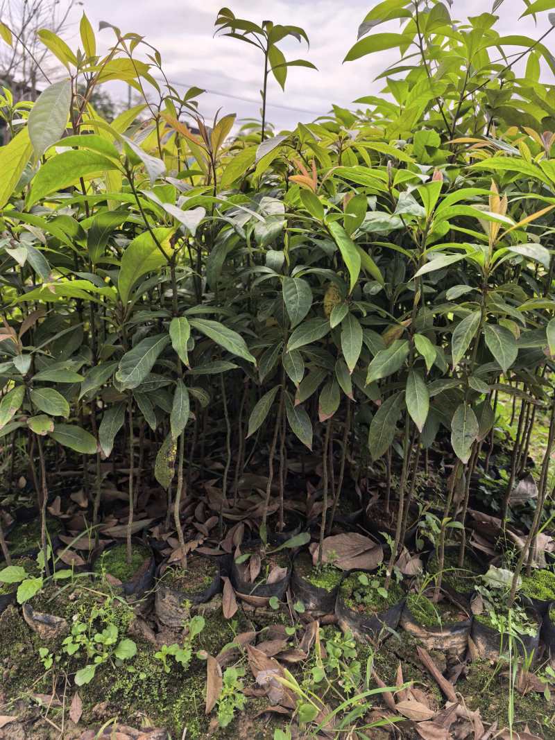 金丝楠木苗广东苗木基地直供，规格齐全，量大从优，价格可谈