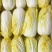 黄心白菜净菜毛菜产地直供商超团餐专用日供30吨
