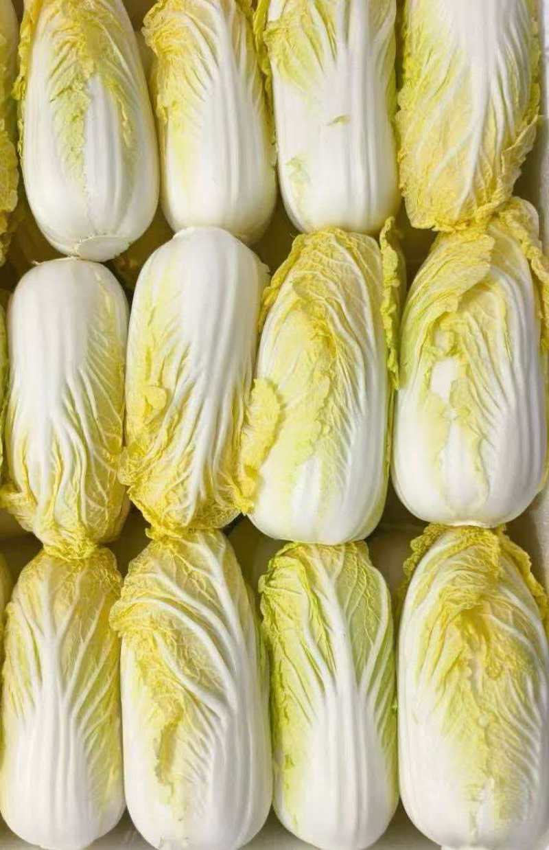 黄心白菜净菜毛菜产地直供商超团餐专用日供30吨