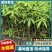 木棉苗基地直供，成活率高技术指导，价格可谈，量大从优