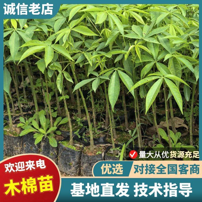 木棉苗基地直供，成活率高技术指导，价格可谈，量大从优