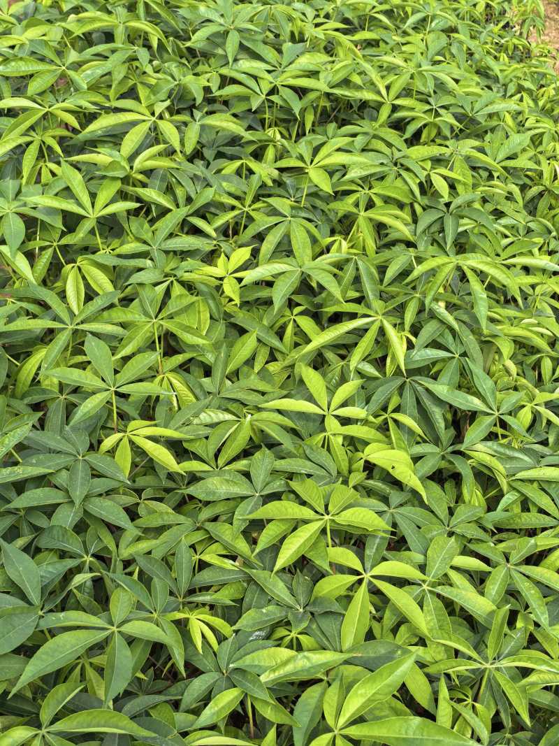 木棉苗基地直供，成活率高技术指导，价格可谈，量大从优