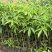 木棉苗基地直供，成活率高技术指导，价格可谈，量大从优