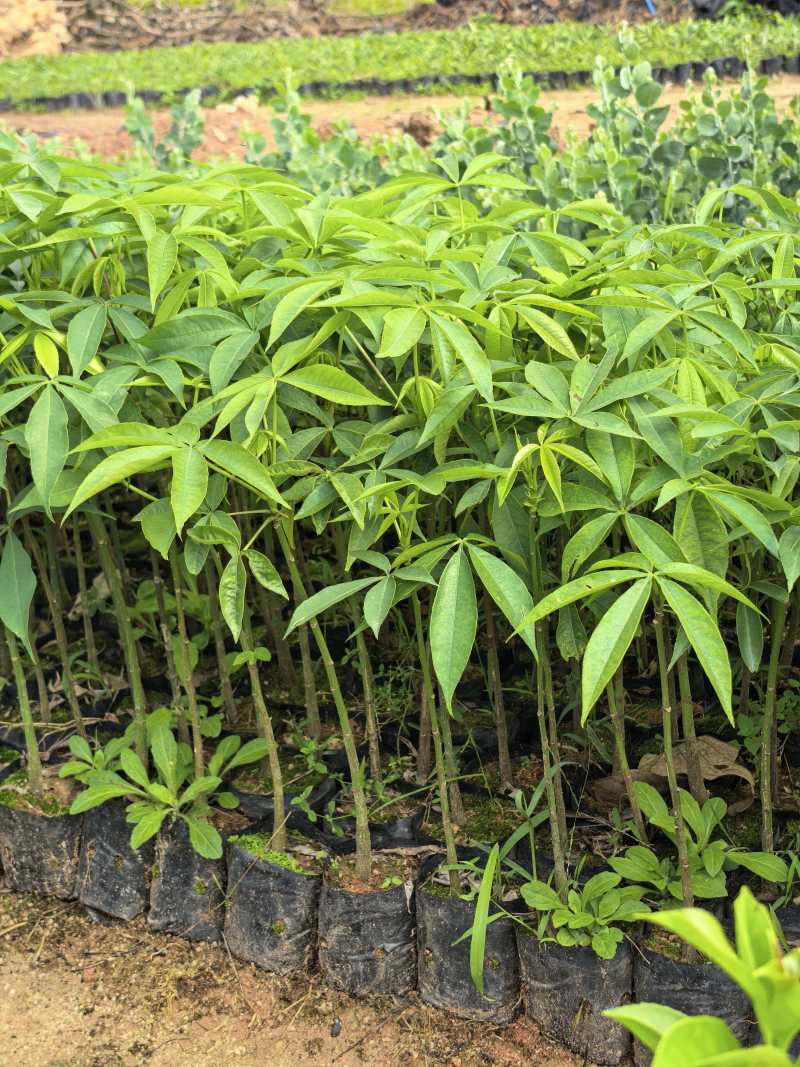 木棉苗基地直供，成活率高技术指导，价格可谈，量大从优