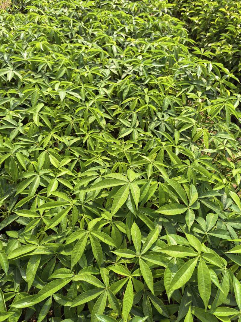 木棉苗基地直供，成活率高技术指导，价格可谈，量大从优