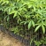 木棉苗基地直供，成活率高技术指导，价格可谈，量大从优