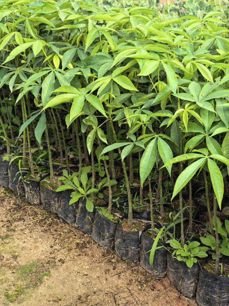 木棉苗基地直供，成活率高技术指导，价格可谈，量大从优