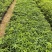 木棉苗基地直供，成活率高技术指导，价格可谈，量大从优