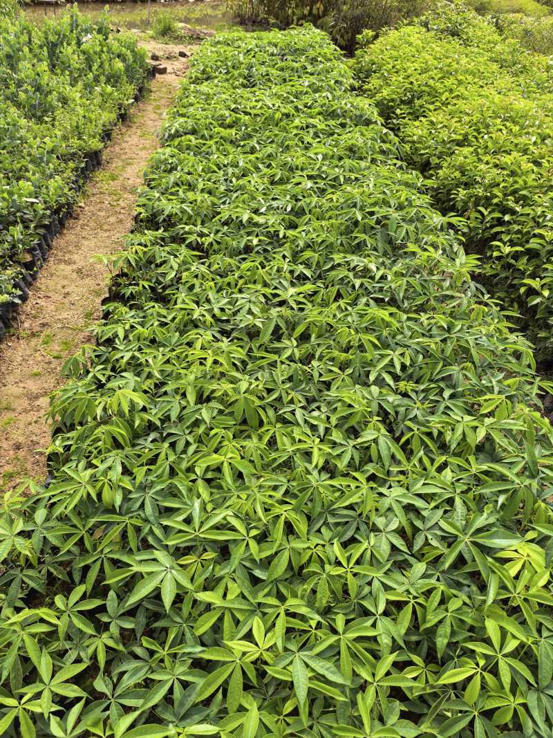 木棉苗基地直供，成活率高技术指导，价格可谈，量大从优
