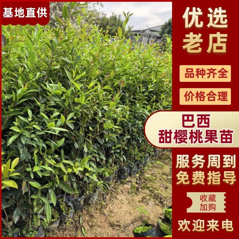 巴西甜樱桃果苗，苗木基地直供，实力供应，价格可谈欢迎电联