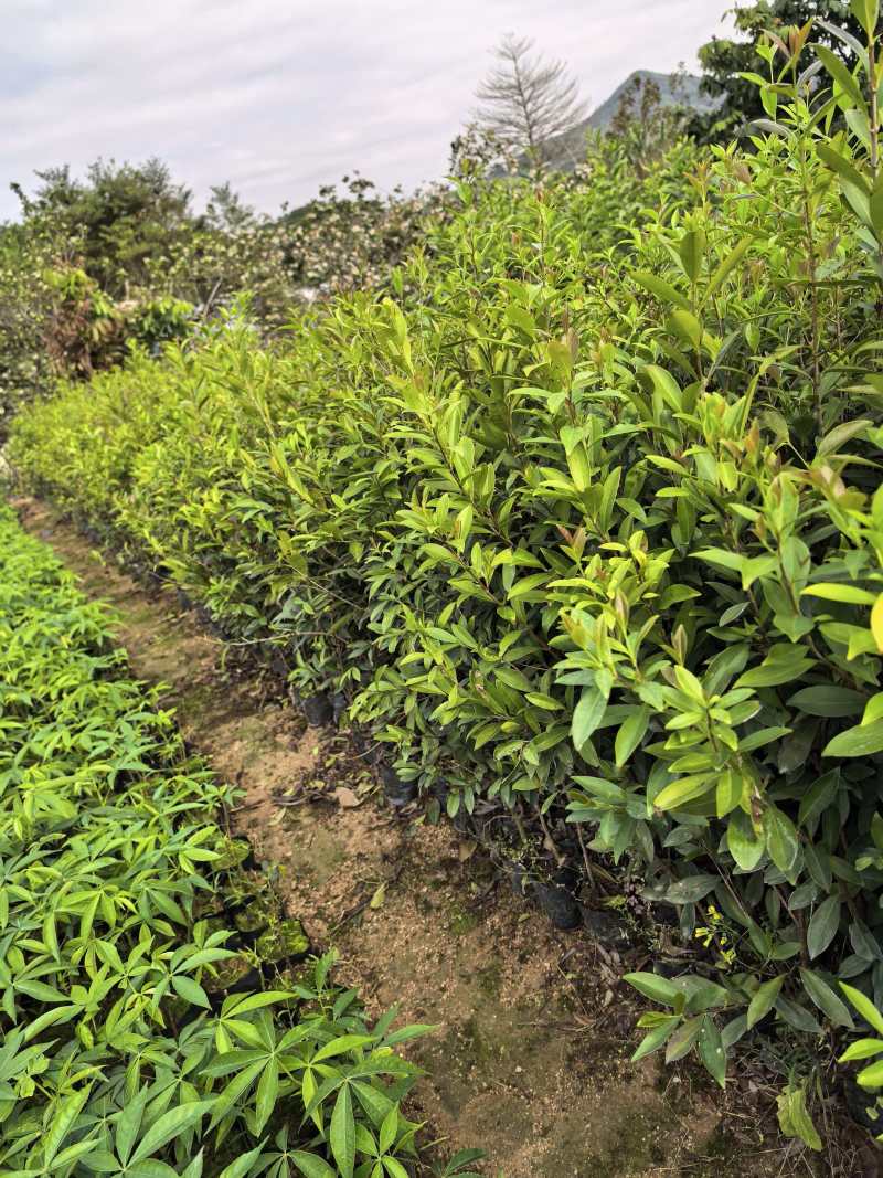 巴西甜樱桃果苗，苗木基地直供，实力供应，价格可谈欢迎电联