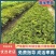 嘉宝果树苗规格齐全，大量现货供应，可视频看货欢迎来电咨询
