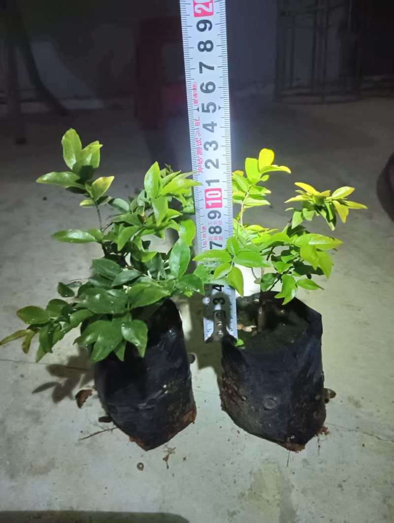 嘉宝果树苗规格齐全，大量现货供应，可视频看货欢迎来电咨询