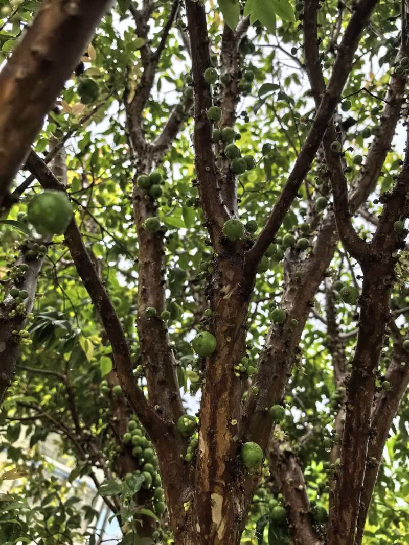 嘉宝果树苗规格齐全，大量现货供应，可视频看货欢迎来电咨询