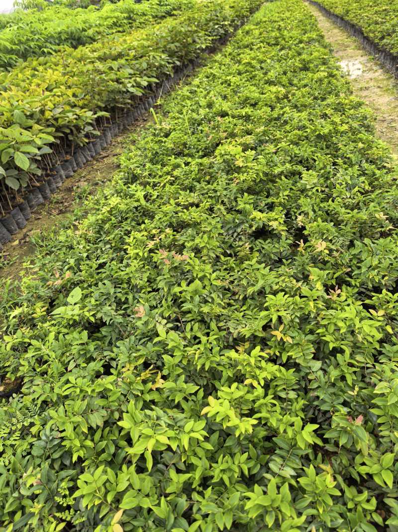 嘉宝果树苗规格齐全，大量现货供应，可视频看货欢迎来电咨询