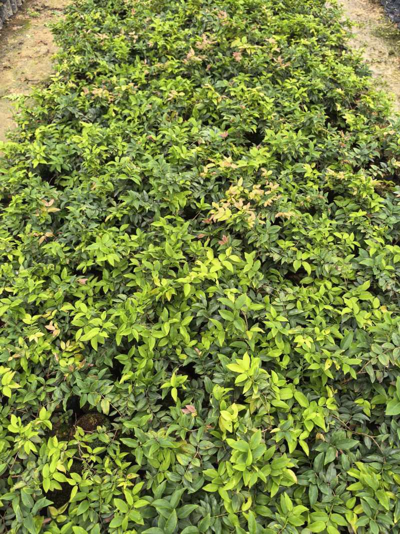 嘉宝果树苗规格齐全，大量现货供应，可视频看货欢迎来电咨询