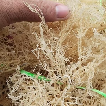 无盐清水龙须菜